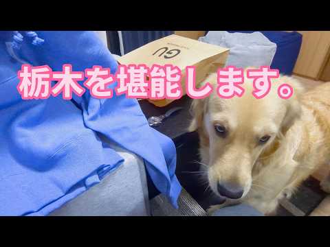これからは栃木県を堪能します。ゴールデンレトリバーティト サムネイル