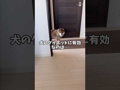 柴犬が解説！犬のダイエットに効果的なのは◯◯ サムネイル