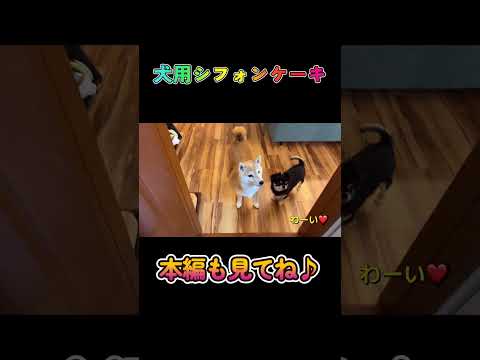犬用シフォンケーキ作ってみました♪柴犬 shibainu shorts サムネイル