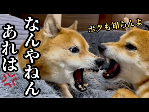 【誕生日】お祝いにあげたプレゼントが、思ってたんと違って困惑する柴犬兄弟 サムネイル