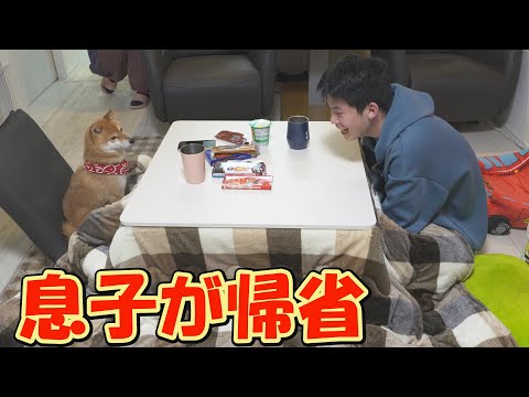 息子の帰省が嬉しくて、年越し10分前に起き、座イスに座る柴犬が可愛い。 サムネイル