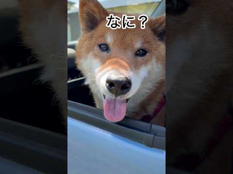 ’26.5.5 力丸の黒ひげ… 柴犬 shibainu 柴犬のいる暮らし 柴犬の日常 車中泊犬 カメラ目線 力丸 サムネイル