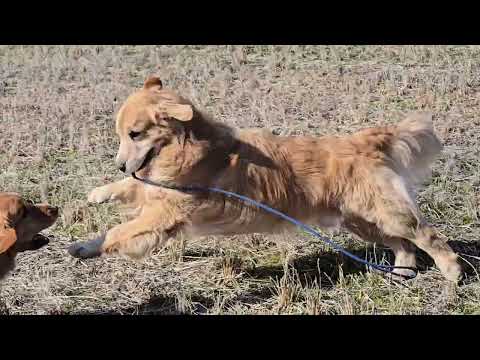 トン君とイロハで嬉しい田んぼ。一輪車が気になるトン君 サムネイル