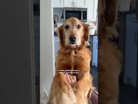 coming home to my golden retriever🥵 goldenretreiver dog ind… サムネイル