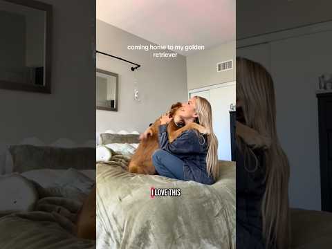 coming home to my golden retriever❤️india retreiver dog pup… サムネイル