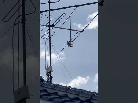 市街地でカッコウが鳴く Cuckoos singing in urban areas カッコウ サムネイル