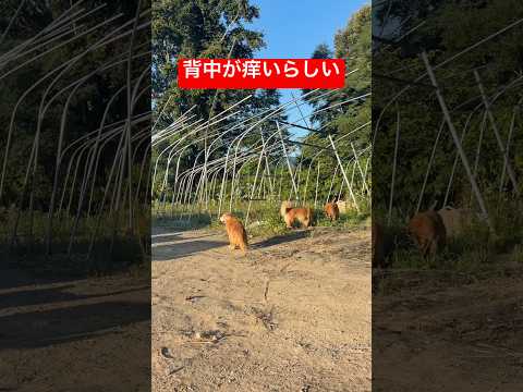一生懸命なミント君が可愛すぎる🥹❤️