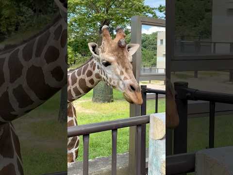shorts キリンのケイタくん 大森山動物園 2026年8月14日