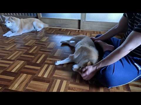 モモさんを揉んでると寄ってくる末っ子ちゃんを捕獲してサービス開始