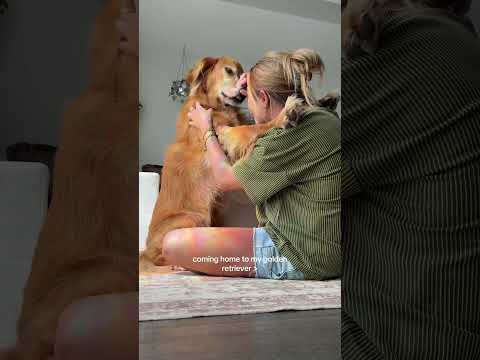 coming home to my golden retriever🥵 goldenretreiver dog ind… サムネイル