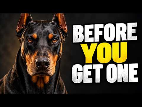 Don't Get a Dobermann Until You Know These 7 Things