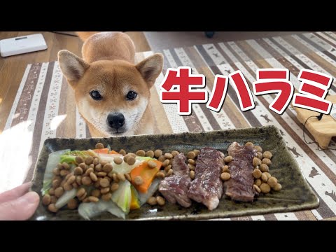 【柴犬小夏】牛ハラミを一気飲みゴクリと飲み込む！ASMR サムネイル