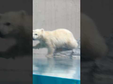 shorts モモ太くん 泳げるんだけど最初のチャポンが😅　  ホッキョクグマの仔　秋田県男鹿水族館GAOにて2026… サムネイル