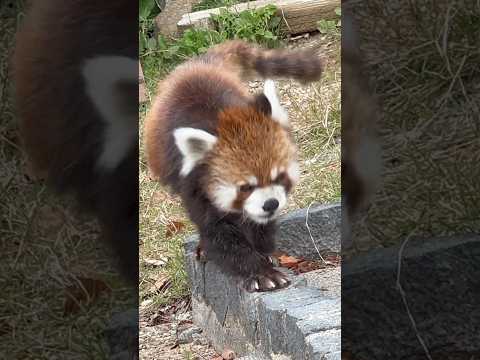 shorts チイタくん来た〜！　レッサーパンダ　浜松市動物園にて　2026年4月5日 サムネイル