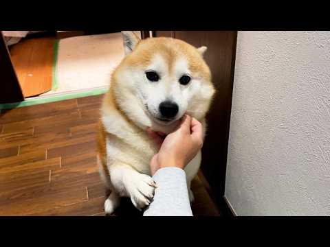 期日前投票から帰るとまるでスターかのように出迎えてくれる柴犬 サムネイル