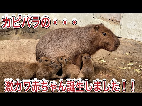 今朝、4頭のカピバラの赤ちゃん誕生しました♫可愛らしい様子をたっぷりとお届けします！！ サムネイル