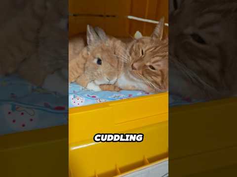 She Lifts the Curtain and Sees the Sweetest Thing Ever ❤️ サムネイル