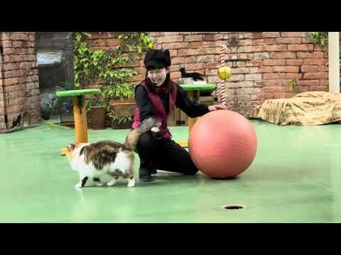 キャッツはじめしてきました　今年最初のネコによるショー　ザ・キャッツ　那須どうぶつ王国　2026年1月1日 サムネイル