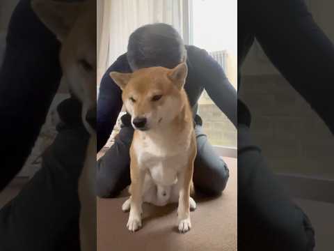 流行りの「好きすぎて滅！」やろうとしたけど、させてくれなくて滅！😆　#柴犬　#柴犬とん サムネイル