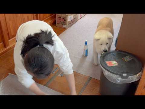 【今年一の大事件発生】慌てる母の隣で冷静に盗み食いのチャンスを狙う柴犬