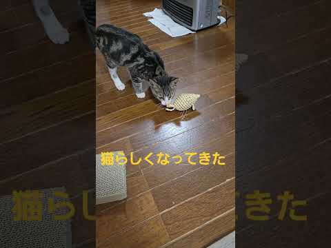 今日のキビ。体重1480g cat kitten 猫 子猫 仔猫 子猫の体重 ibukikohaku 癒し 子ネコ s… サムネイル