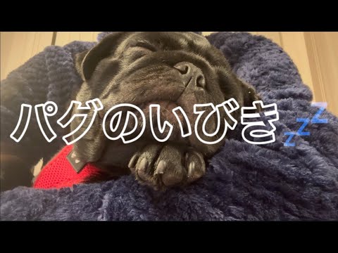 豪快なパグのいびきをBGMとしてお楽しみください🐶🎵💤 サムネイル