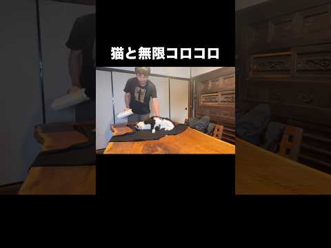 無限コロコロ地獄。だいぶカットしたのにこれ。 猫 白黒猫 ハチワレ shorts サムネイル