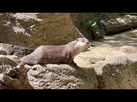 ハラパンくん　コツメカワウソ　千葉市動物公園にて　2026年5月9日