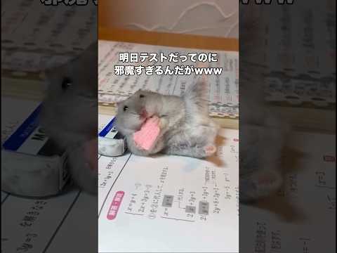 どうしてもみんなに美脚を見せたかったらしい ハムスター ひまわりの種 ハムスターのいる生活 shorts
