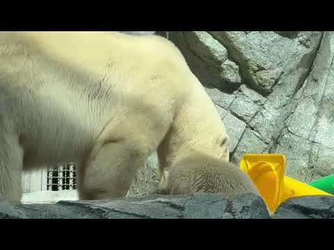 ママになったモモちゃんと息子のモモ太くん　  ホッキョクグマ　秋田県男鹿水族館GAOにて2026年4月30日