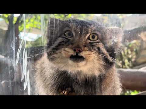 ナゴムくんのおやつタイム おやつは馬肉と鶏肉です‼️ マヌルネコ　那須どうぶつ王国　2026年4月26日 サムネイル