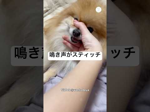 この遊び、鳴き声がスティッチ　犬　ポメラニアン　犬のいる暮らし かわいい いぬ サムネイル