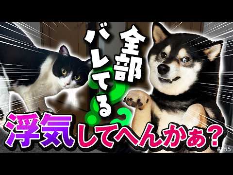 帰省したら柴犬は不機嫌、実家の猫はツンデレ… サムネイル