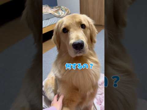 ちょっと不満なモンちゃんgoldenretriever ゴールデンレトリバー サムネイル