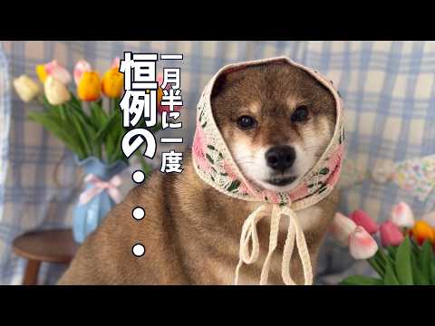 柴犬をシャンプーへ迎えにいったらとても喜んでくれました。 サムネイル