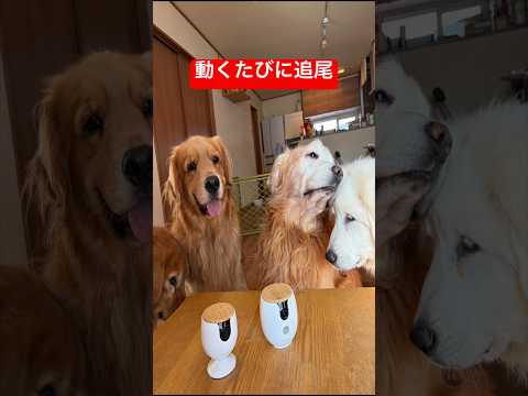 留守中、何してるか見てたら…ファーボペットカメラ見守りカメラFuboshorts サムネイル