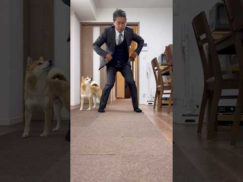 柴犬とん君30歳、柴犬とん主50歳、オトナは、サイコー！　柴犬　柴犬とん サムネイル
