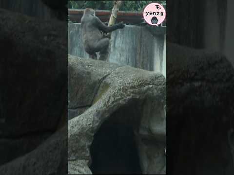 Tayari is happy time for lunch gorilla gorillatag taipeizoo… サムネイル