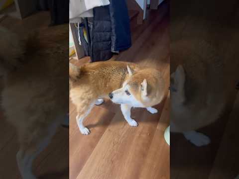 食事の最中に抜け毛の処理をされるとガウガウ怒る柴犬Angry Dog shibainu しばいぬ しばわんこ 柴犬 シ… サムネイル