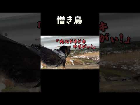 憎き鳥 サムネイル