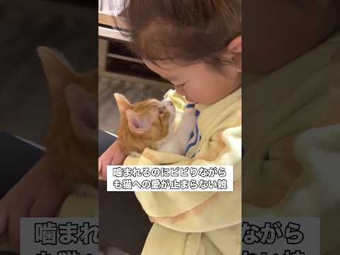 嫌がられて噛まれちゃうかなと気にしながらも大好きが溢れてしまう娘 子猫 茶白猫 赤ちゃん 赤ちゃんと猫 サムネイル