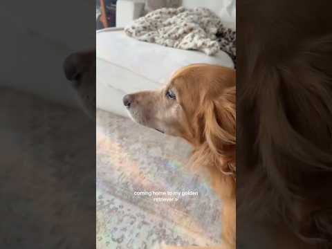 coming home to my golden retriever🥵 goldenretreiver dog ind… サムネイル