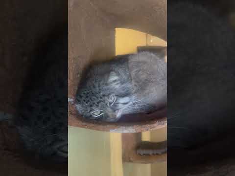 shorts 暑くてロック出れないならゴロゴロしてるヨ〜なロータスくん　マヌルネコ　埼玉県こども動物自然公園にて　20…