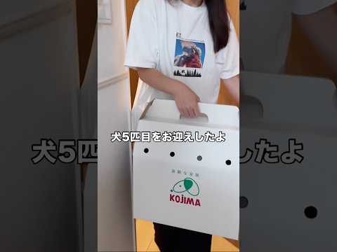 新しいお家にやって来たら急に6人兄弟の末っ子になったペキチワ子犬 ペキチワ 子犬 チワワ shorts サムネイル