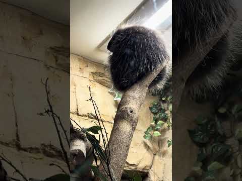 shorts カナダヤマアラシさん　木の上に❣️ 那須どうぶつ王国　IMG 0089 サムネイル