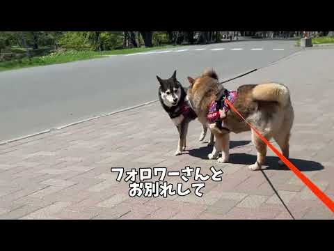 期待させるな！柴犬の飼い主への不満が止まらない・・・ サムネイル