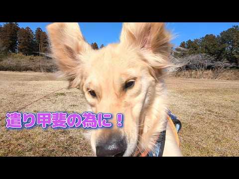 パウパウヴィレッジ那須烏山計画は遣り甲斐と仲間作り。ゴールデンレトリバーティト サムネイル