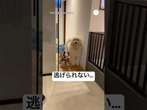 じっと待機する犬たち、無言の圧がすごい　　犬　犬のいる暮らし 面白い　かわいい犬 いぬ サムネイル