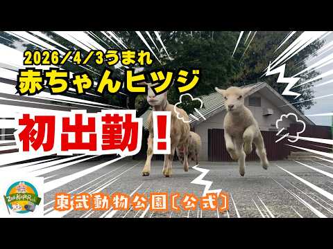 赤ちゃんヒツジ 出勤のご様子 2026/4/10～4/24〔東武動物公園　公式YouTubeチャンネル〕 サムネイル