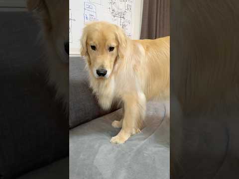 わかってないなぁ(´Д｀) 大型犬 ゴールデンレトリバー サムネイル